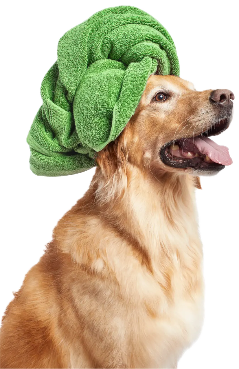 Freshly groomed dog wrapped in a towel